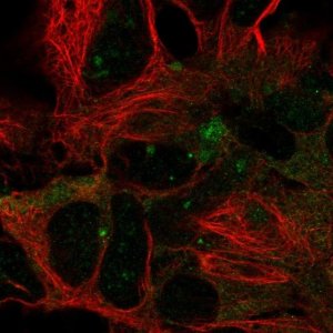 Anti-DYNC1LI2 antibody produced in rabbit 