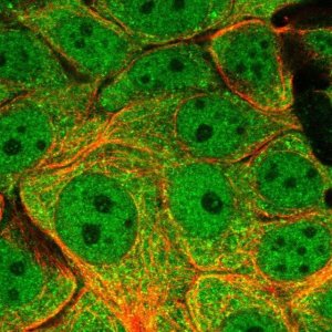 Anti-DYNLL1 antibody produced in rabbit HPA039954-100UL