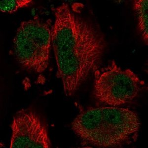 Anti-DYNLT1 antibody produced in rabbit HPA046559-100UL