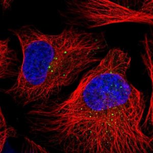 Anti-DZIP3 antibody produced in rabbit 