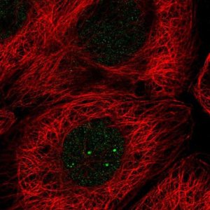 Anti-E2F5 antibody produced in rabbit 