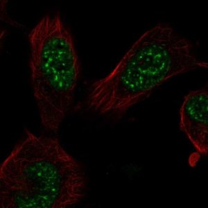 Anti-E2F7 antibody produced in rabbit 