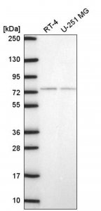 Anti-E4F1 antibody produced in rabbit 