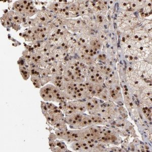 Anti-EAPP antibody produced in rabbit 