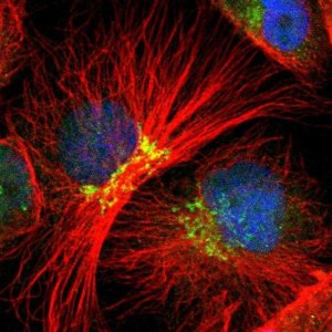 Anti-EAPP antibody produced in rabbit 