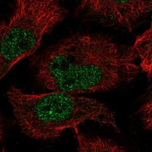 Anti-EBLN2 antibody produced in rabbit 