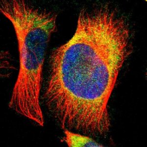 Anti-EBP antibody produced in rabbit 