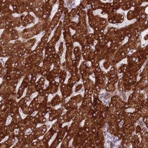 Anti-EBPL antibody produced in rabbit 