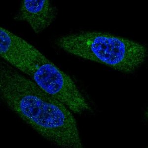 Anti-EBPL antibody produced in rabbit 
