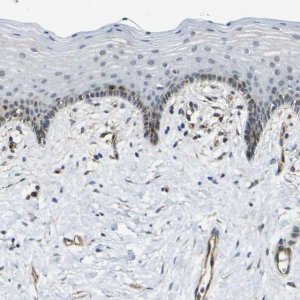 Anti-ECE1 antibody produced in rabbit 