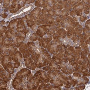 Anti-ECE1 antibody produced in rabbit HPA001490-100UL