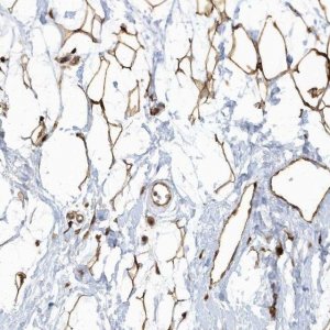 Anti-ECM2 antibody produced in rabbit 