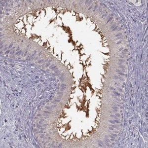 Anti-EDDM3B antibody produced in rabbit 