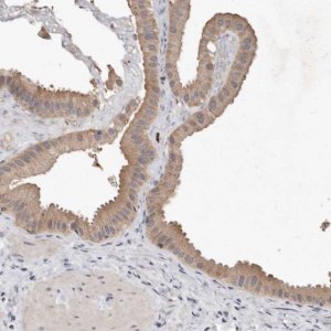 Anti-EDEM1 antibody produced in rabbit 