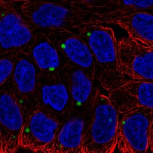 Anti-EDEM1 antibody produced in rabbit 
