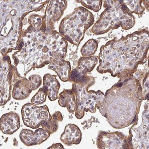 Anti-EDEM2 antibody produced in rabbit 