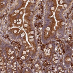 Anti-EDEM2 antibody produced in rabbit 