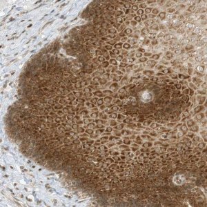 Anti-EDF1 antibody produced in rabbit 