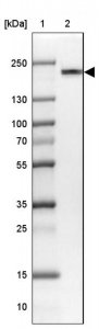 Anti-EEA1 antibody produced in rabbit HPA038158-100UL