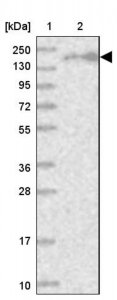 Anti-EEA1 antibody produced in rabbit HPA038159-100UL