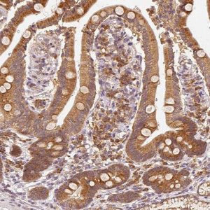 Anti-EEF1A1 antibody produced in rabbit HPA051759-100UL