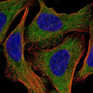 Anti-EEF1A2 antibody produced in rabbit HPA053862-100UL