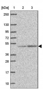 Anti-EEF1A2 antibody produced in rabbit HPA053862-100UL