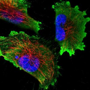 Anti-EEF1AKMT1 antibody produced in rabbit 