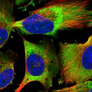 Anti-EEF1B2 antibody produced in rabbit HPA035029-100UL