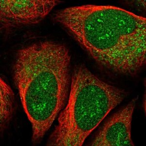 Anti-EEF1D antibody produced in rabbit 