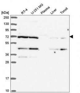 Anti-EEF1D antibody produced in rabbit 