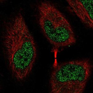 Anti-EEF2K antibody produced in rabbit 