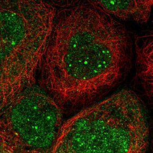 Anti-EEFSEC antibody produced in rabbit 