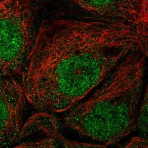 Anti-EFCAB1 antibody produced in rabbit 