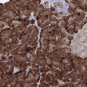 Anti-EFCAB12 antibody produced in rabbit 