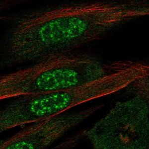Anti-EFCAB13 antibody produced in rabbit 