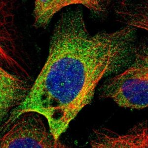 Anti-EFCAB14 antibody produced in rabbit 