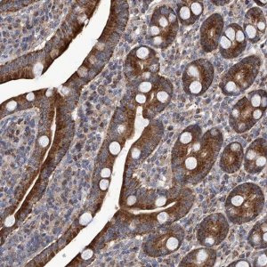 Anti-EFCAB2 antibody produced in rabbit 