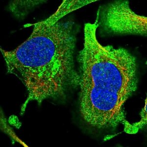 Anti-EFCAB2 antibody produced in rabbit 