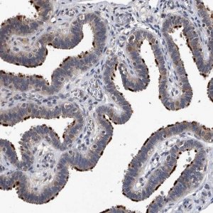 Anti-EFCAB7 antibody produced in rabbit 