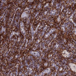 Anti-EFCC1 antibody produced in rabbit 
