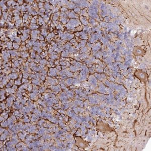 Anti-EFHC2 antibody produced in rabbit 