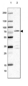 Anti-EFHC2 antibody produced in rabbit 
