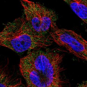 Anti-EFL1 antibody produced in rabbit 