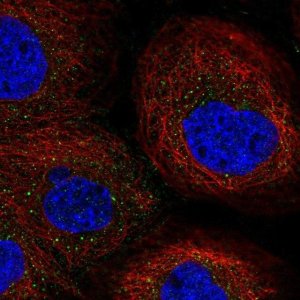 Anti-EFNA5 antibody produced in rabbit 