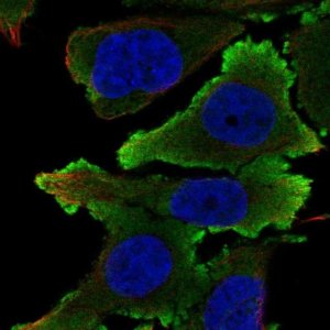 Anti-EFNB1 antibody produced in rabbit 
