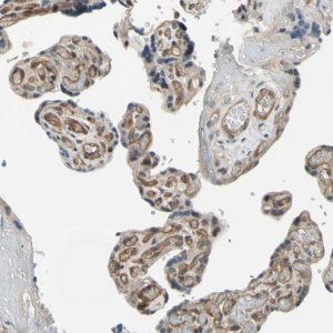 Anti-EFNB2 antibody produced in rabbit 