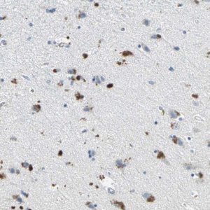 Anti-EFNB3 antibody produced in rabbit 