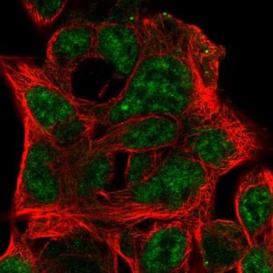 Anti-EFNB3 antibody produced in rabbit 