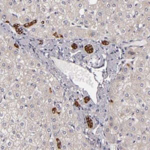 Anti-EFS antibody produced in rabbit 
